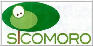 sicomoro