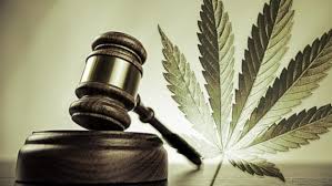 cannabis