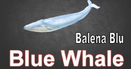 balena blu